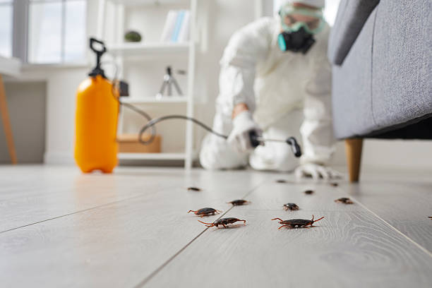 Commercial Kitchen Cockroach Control in Rock Valley